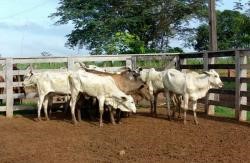 Com financiamento da Afap produtor rural aumenta rebanho bovino