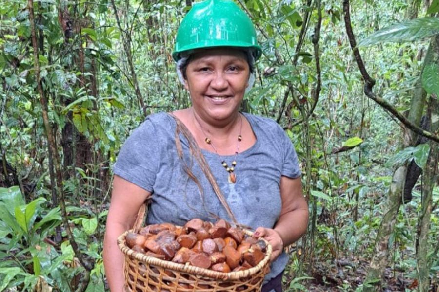 ‘A floresta é a nossa vida’, diz produtora do Alto Araguari na Floresta Estadual do Amapá