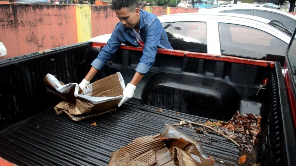Saiba como evitar o aumento de pragas urbanas e doenças no período chuvoso