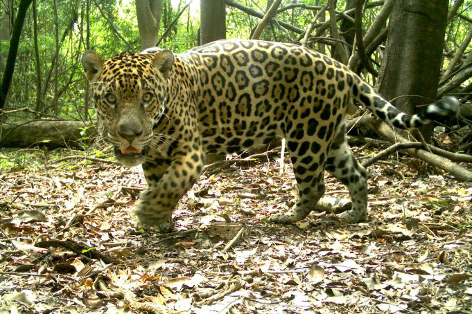 Esforço internacional mapeia comportamento da onça-pintada em cinco biomas