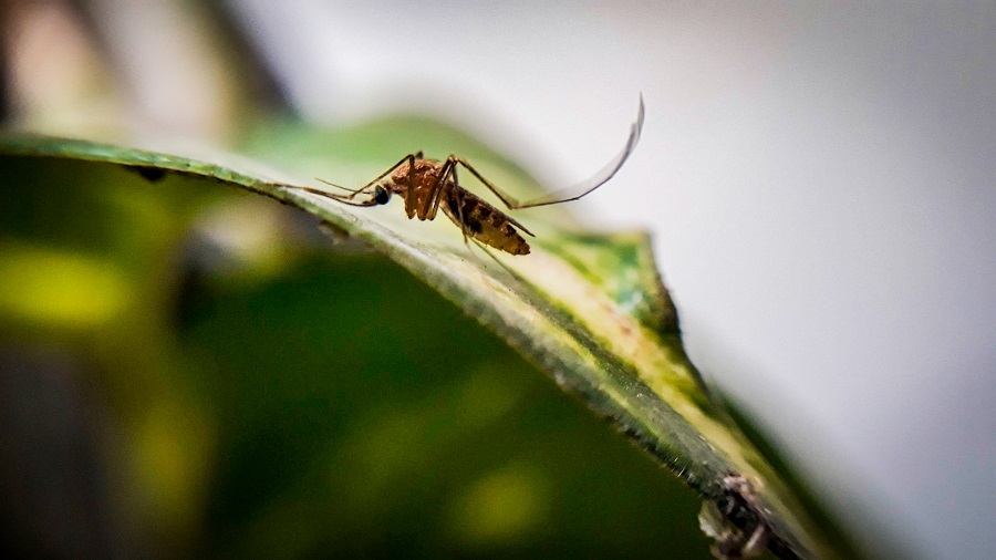 Iepa vai aumentar capacidade de laboratório para experimentos com mosquitos