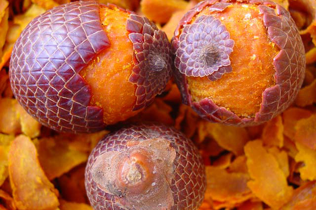 Plataforma da biodiversidade cria banco de dados com valor nutricional das espécies nativas